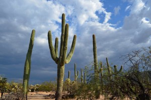 Saguaros 1