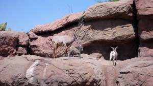 Baby Longhorn Sheep