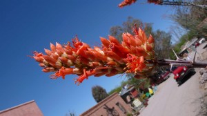 Ocotillo blossom