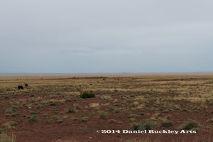 Cattle graze along Meteor Crater Road