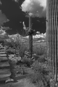 Saguaro National Park West