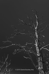 Tree-night_DSC5244-GS-sw-dba