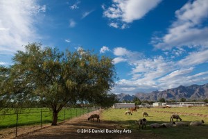 Find-shade DSC7113-sw-dba-1   