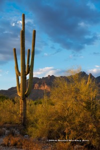 Saguaro-catalinas DSC0782a-sw-dba   