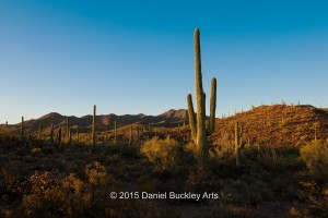 Saguaro. DSC6391-sw-dba-1   