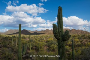 Saguaros DSC6063-sw-dba-1   
